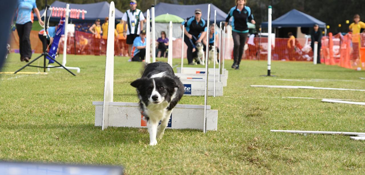 sirc-event-dog-show
