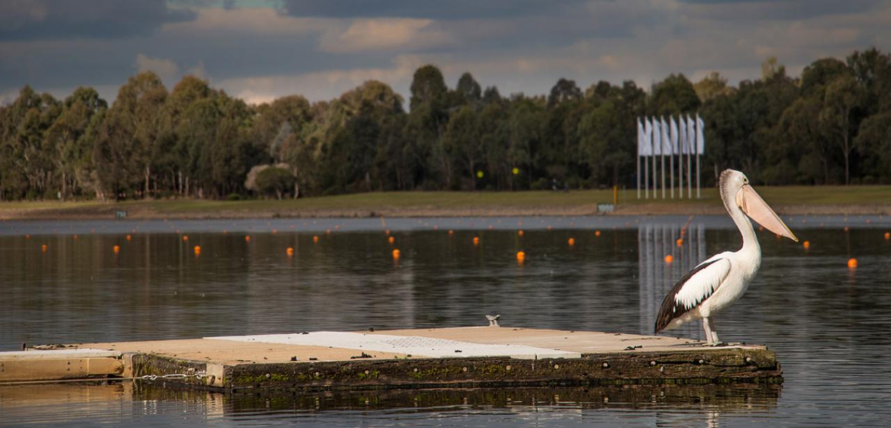 sirc-pelican